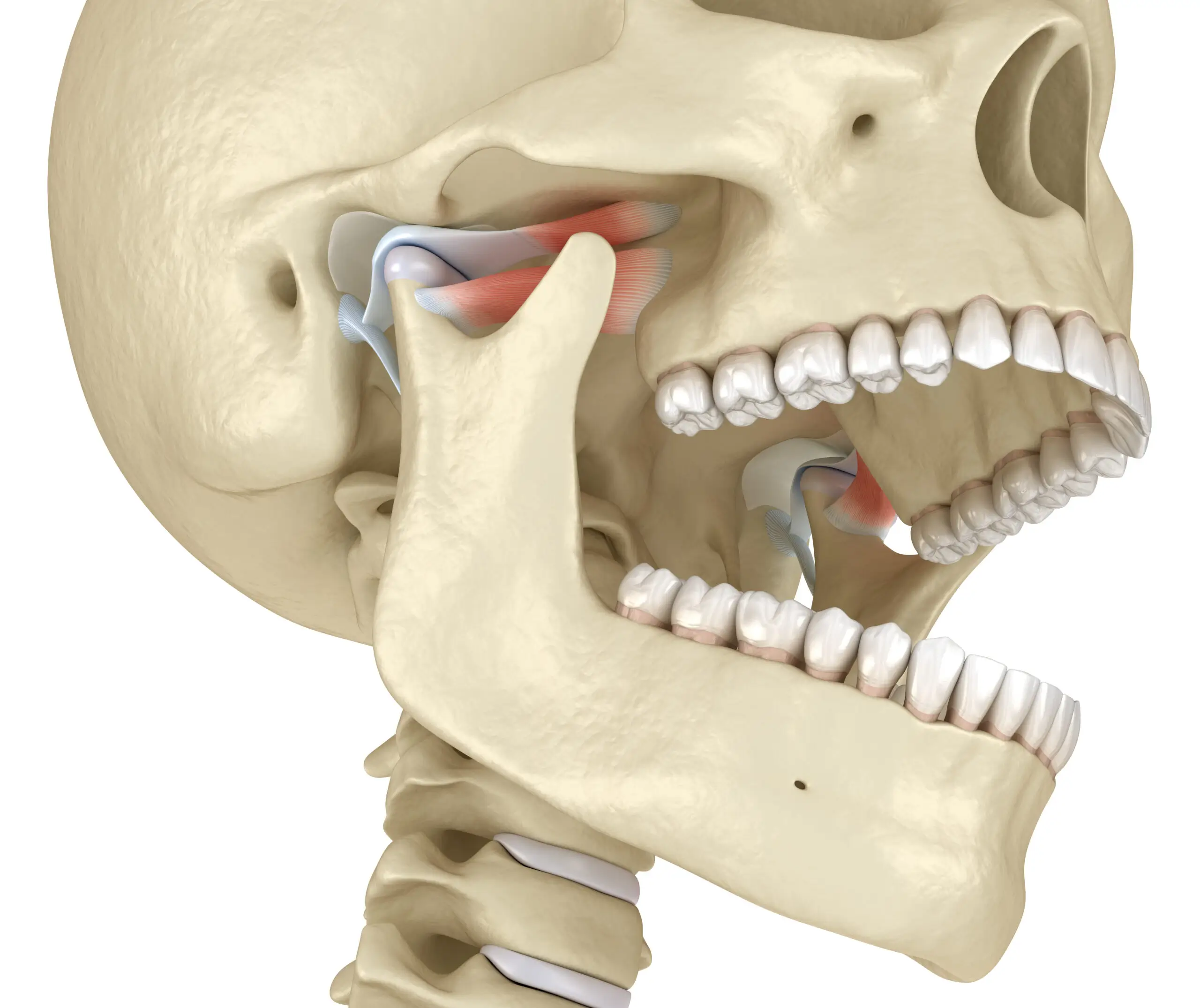 Anatomical model of a human skull showing the temporomandibular joint, muscles, and open jaw.